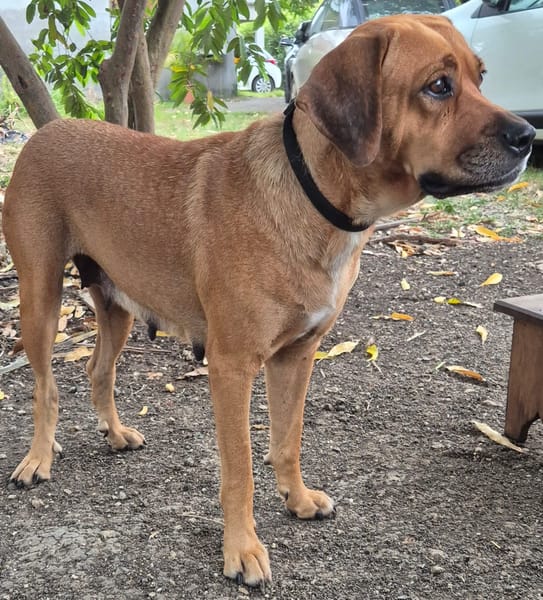 POUPIX femelle Labrador