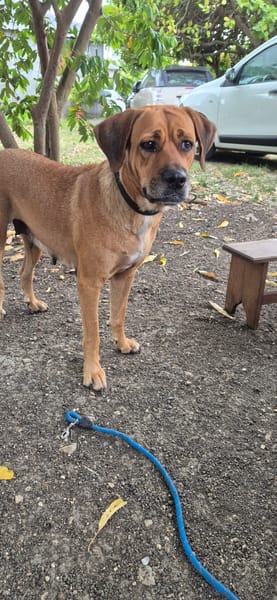 POUPIX femelle Labrador