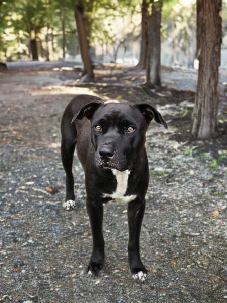 SAPHIRA chienne femelle Berger Créole