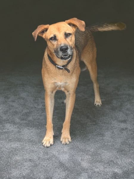 FAKIR chienne femelle Berger Créole