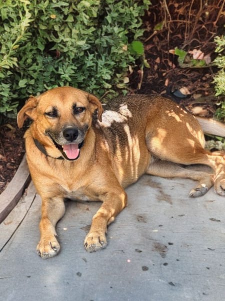 FAKIR chienne femelle Berger Créole