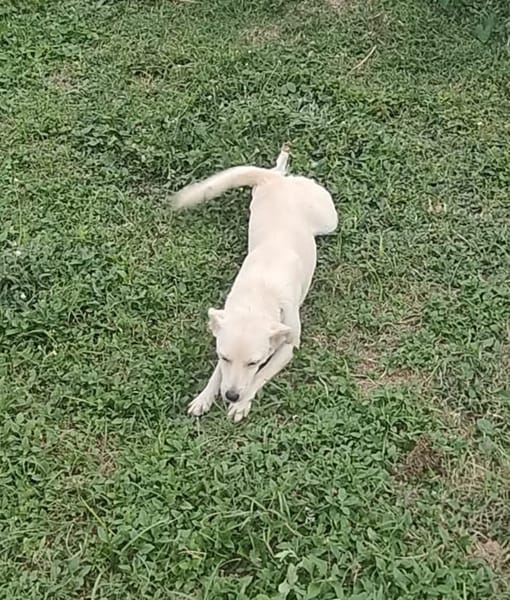 BORA , chiot femelle Berger Créole