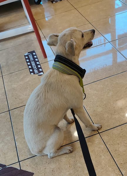 BORA , chiot femelle Berger Créole