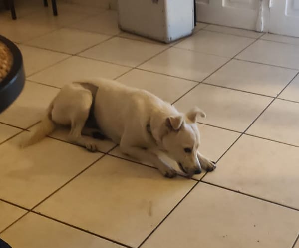 BORA , chiot femelle Berger Créole