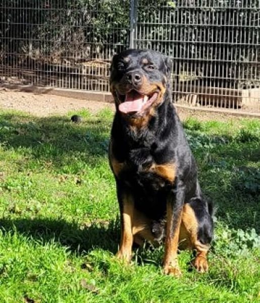 Ares