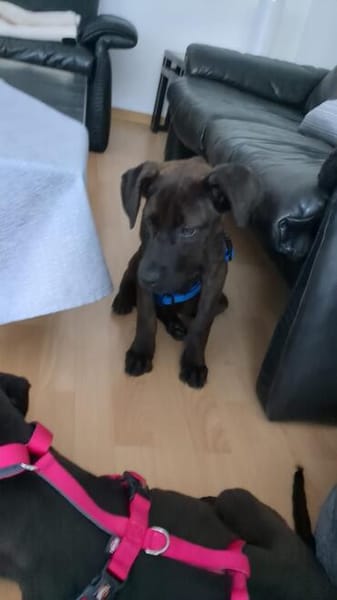 Cane Corso Mix Girl Lotti sucht ihre Menschen