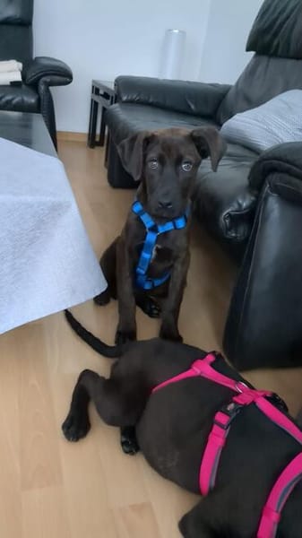 Cane Corso Mix Girl Lotti sucht ihre Menschen