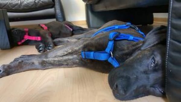Cane Corso Mix Girl Lotti sucht ihre Menschen