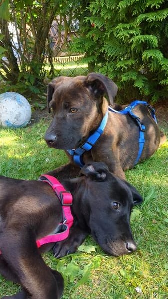 Cane Corso Mix Girl Lotti sucht ihre Menschen