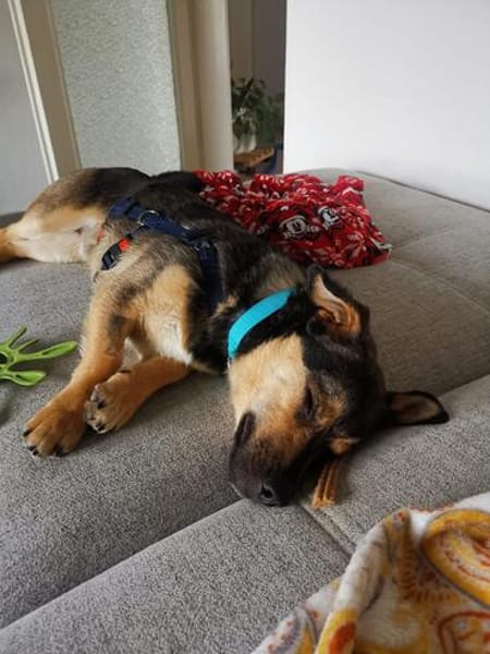 Rüde Fritzi sucht sein Für-immer-Zuhause