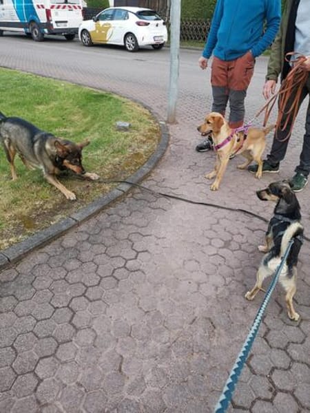Rüde Fritzi sucht sein Für-immer-Zuhause