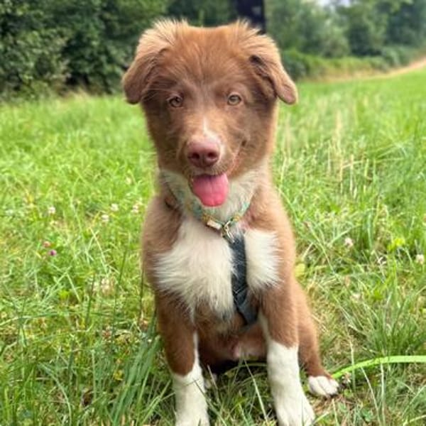 Selbstbewusster Romeo mit Potential wartet in 57627 Marzhaus