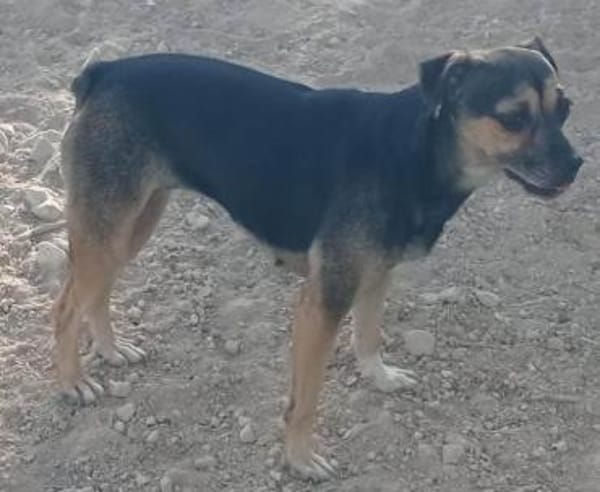 Rania sucht dringend ein Zuhause