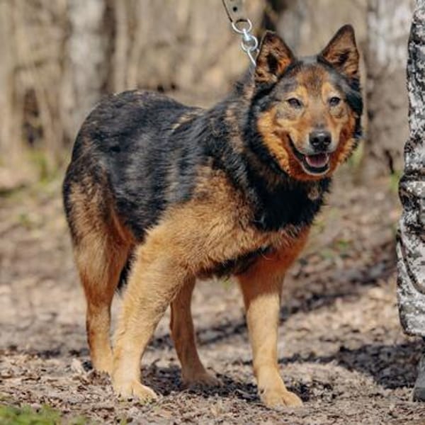Jerry: Sanft, dezent, lernwillig Hund!
