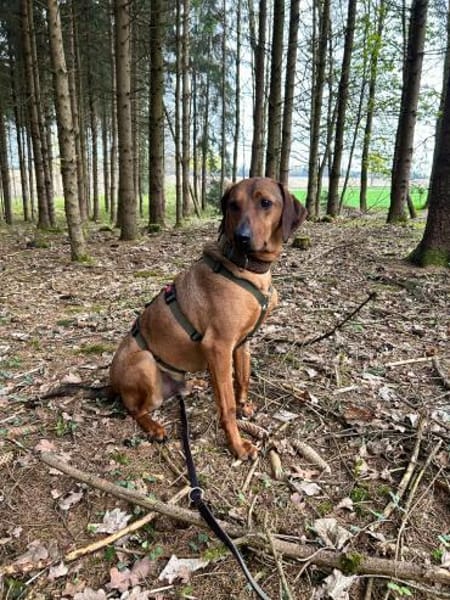 Neugieriger Leon sucht sein zuhause