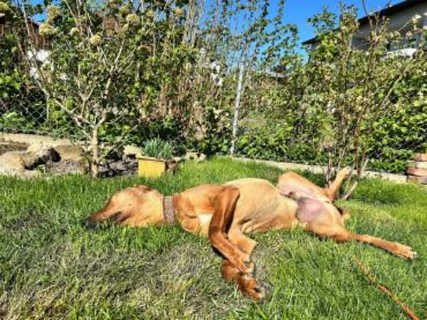 Neugieriger Leon sucht sein zuhause