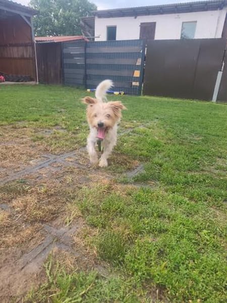 Bobby ist bereit für sein neues Zuhause :-)