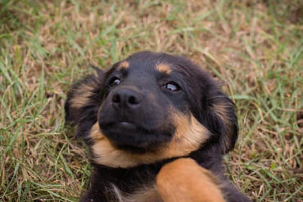 RONJA  Kleine Abenteurerin sucht ihre Herzensmenschen