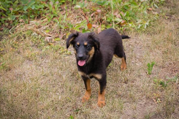 RONJA  Kleine Abenteurerin sucht ihre Herzensmenschen