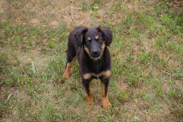 RONJA  Kleine Abenteurerin sucht ihre Herzensmenschen