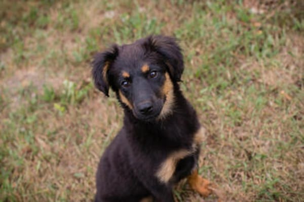 RONJA  Kleine Abenteurerin sucht ihre Herzensmenschen