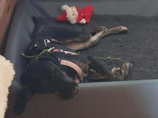 PAMINA ° einfach nur Liebenswerte Hündin