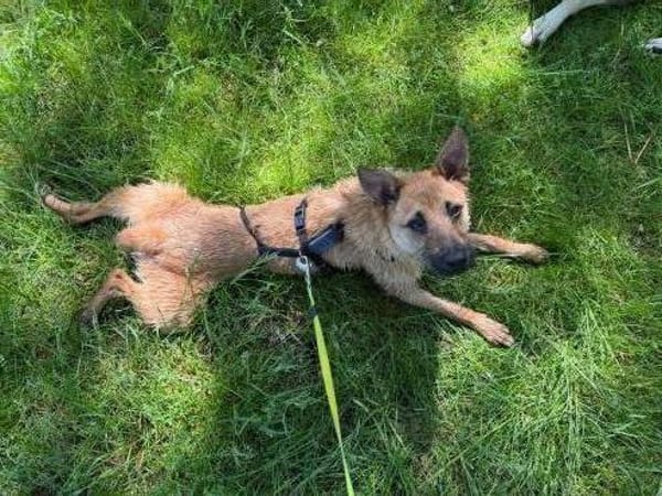 Lusy-Kleine Entdeckerin, 8 Monate alt,