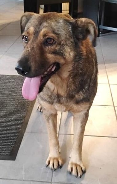 Ferdinand ist ein sehr fitter, älterer Hundemann