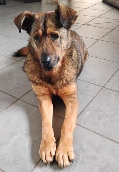 Ferdinand ist ein sehr fitter, älterer Hundemann
