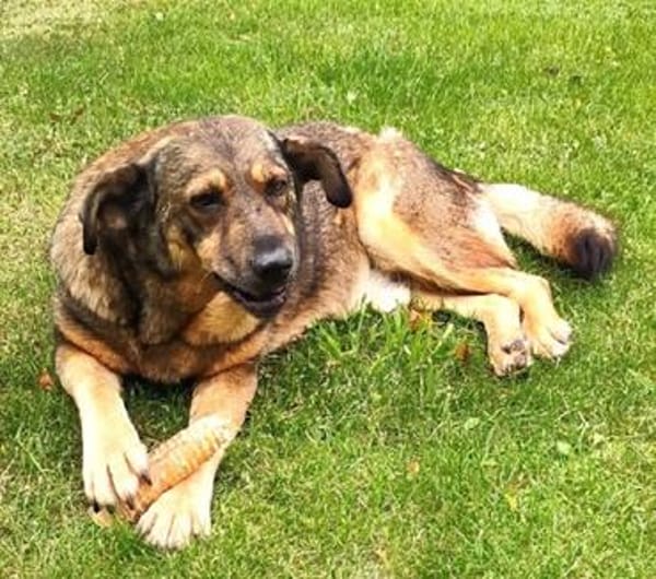 Ferdinand ist ein sehr fitter, älterer Hundemann