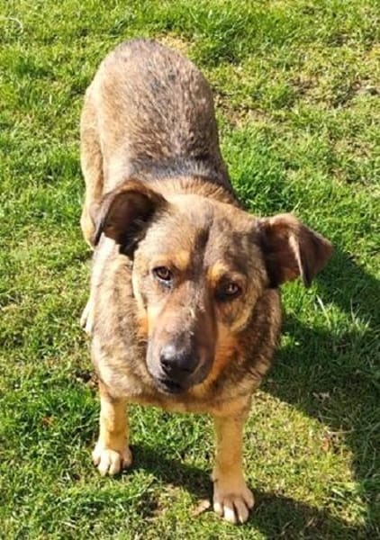 Ferdinand ist ein sehr fitter, älterer Hundemann