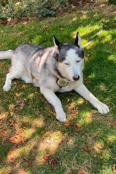 Husky MAXwartet schon in 56626 Andernach