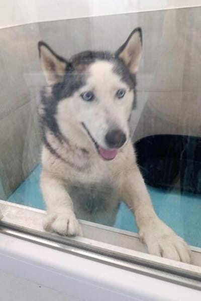 Husky MAXwartet schon in 56626 Andernach