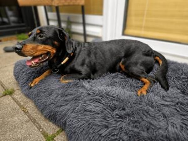 Beaufort möchte dein Herz stehlen