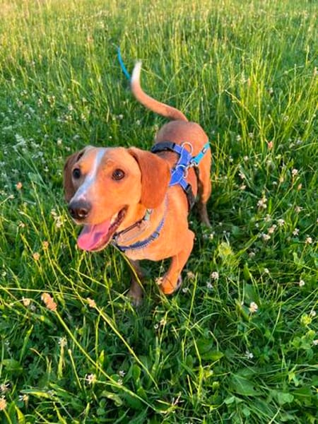 Eddy - kleiner Hund - großes Herz