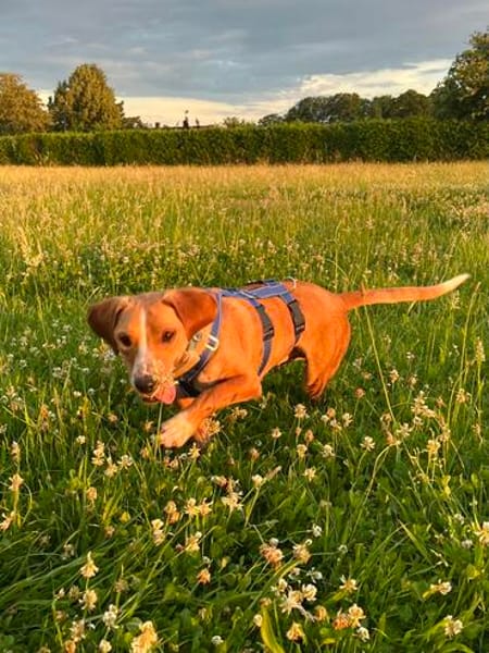 Eddy - kleiner Hund - großes Herz