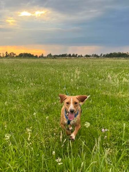 Eddy - kleiner Hund - großes Herz