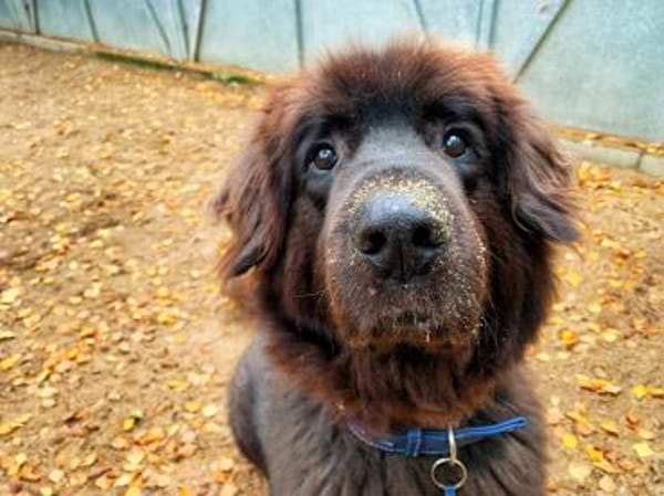 Simba, sensibler Herdenschützer