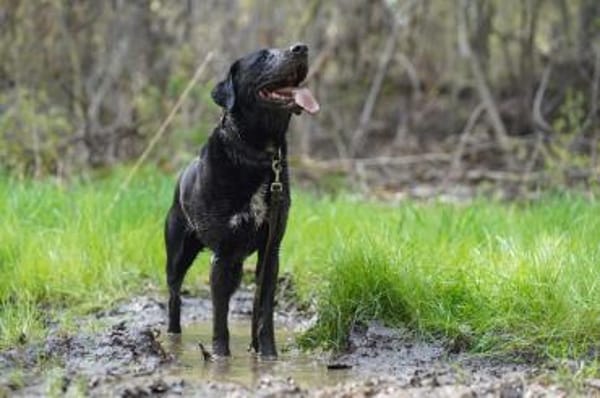 Buddy, su. hundeerfahrene Besitzer