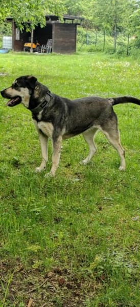 Fizz - sensibles Mädchen sucht dich