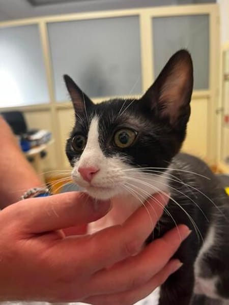 Kitten Mike