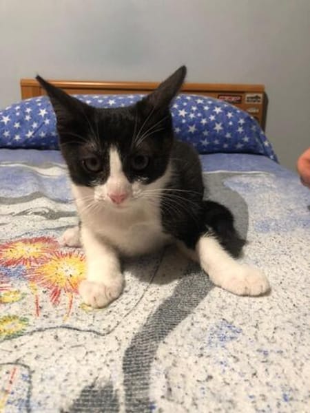 Kitten Mike