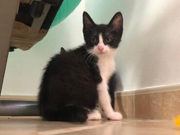 Kitten Mike