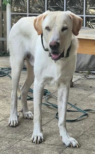 Liebenswerter NEO sucht liebevolle Familie