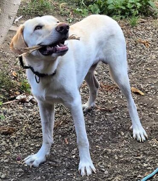 Liebenswerter NEO sucht liebevolle Familie