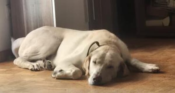 Liebenswerter NEO sucht liebevolle Familie