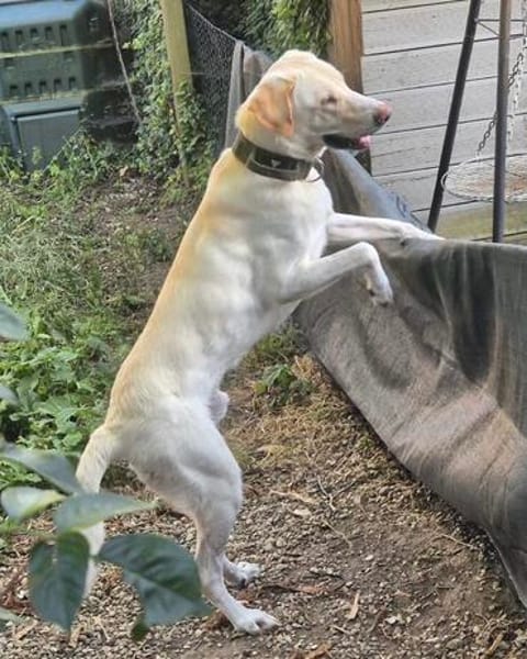 Liebenswerter NEO sucht liebevolle Familie