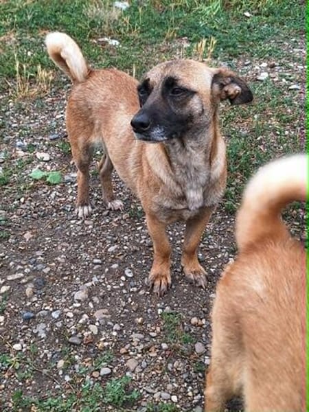 Bekka, kleine Hündin sucht 4ever home