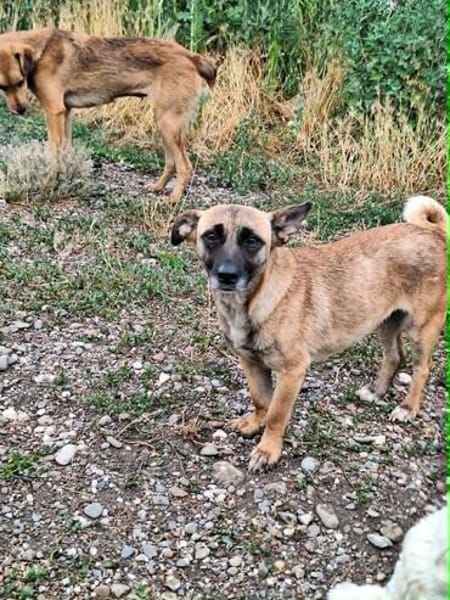 Bekka, kleine Hündin sucht 4ever home