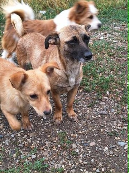 Bekka, kleine Hündin sucht 4ever home